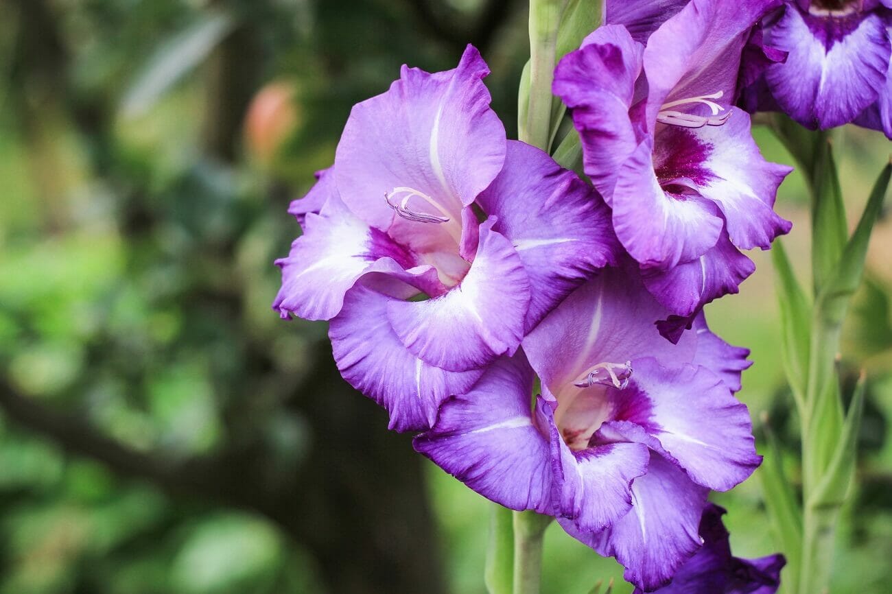 August Birth Month Flowers Pictures Best Flower Site