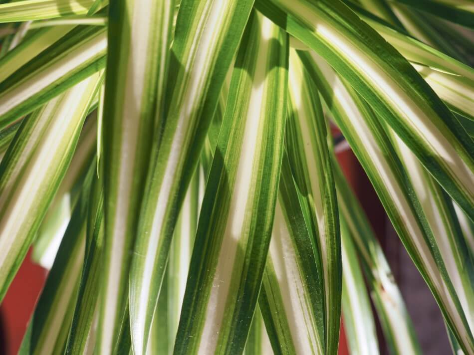 The Role of Light in Plant Growth and Health