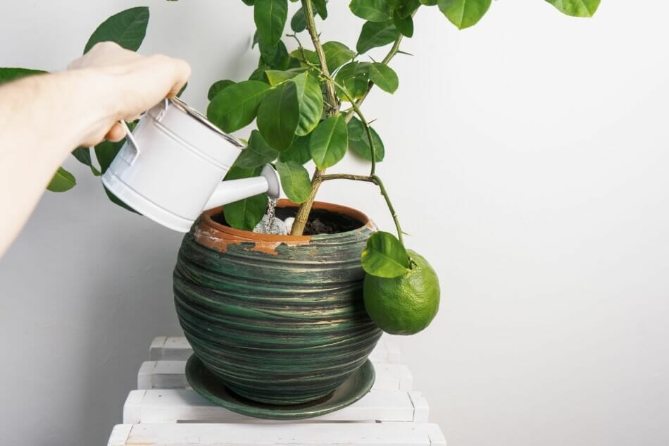 A person watering an indoor lime plant with a small white watering can
