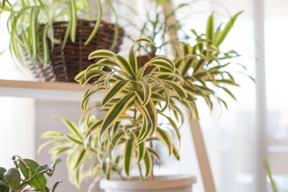Things to Consider When Watering Spider Plants