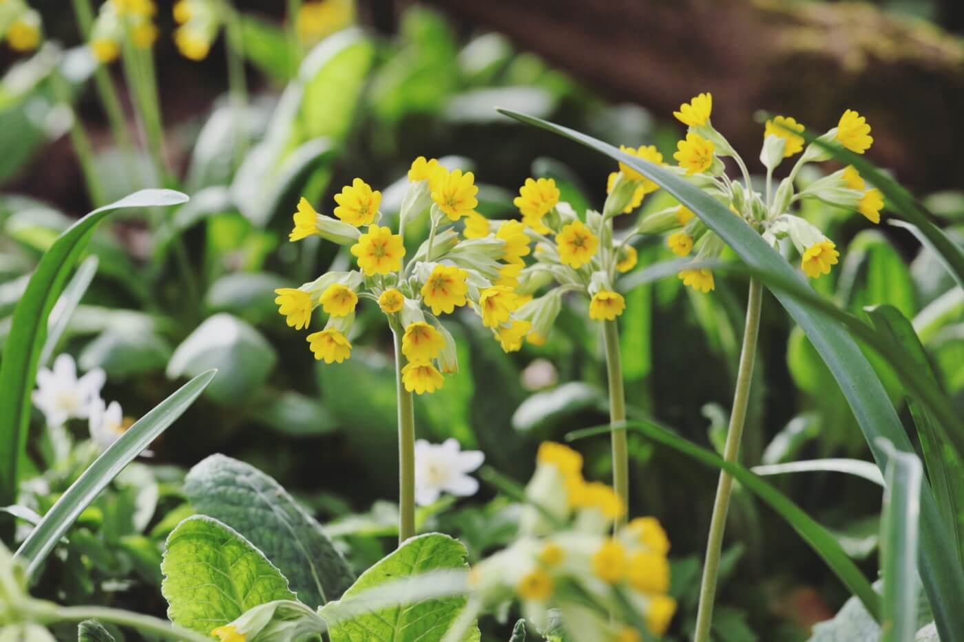 Ultimate Guide to Cowslip Flowers (Primula veris)