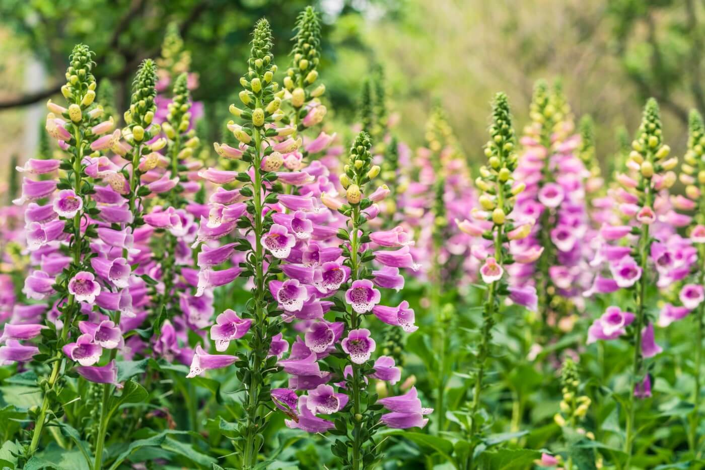 The Majestic Foxglove Tales And Truths Of Its Symbolic Significance The Majestic Foxglove Tales And Truths Of Its Symbolic Significance