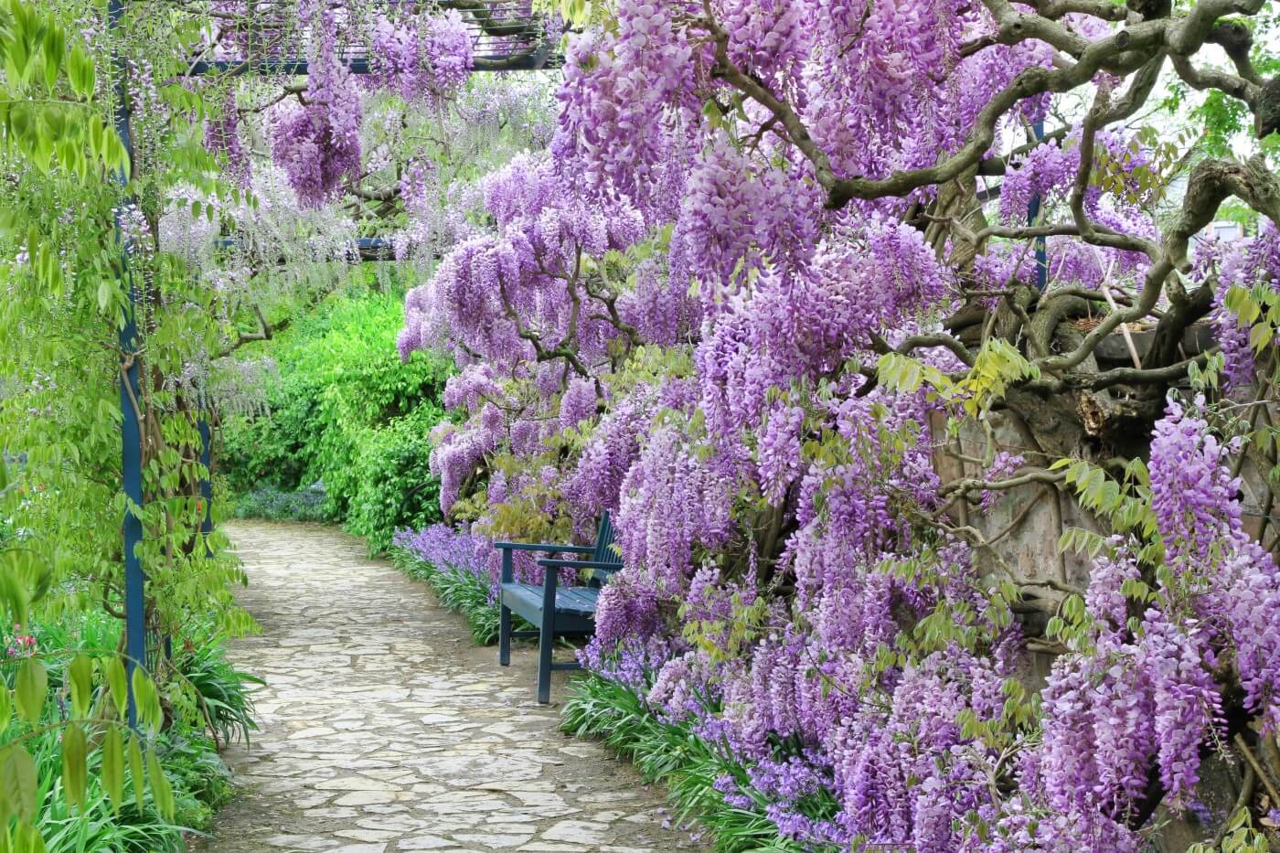 Ultimate Guide to Wisteria Flower Meaning & Symbolism