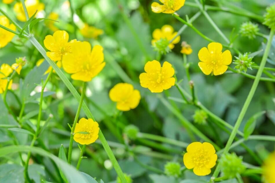 images of buttercup flowers images of buttercup flowers