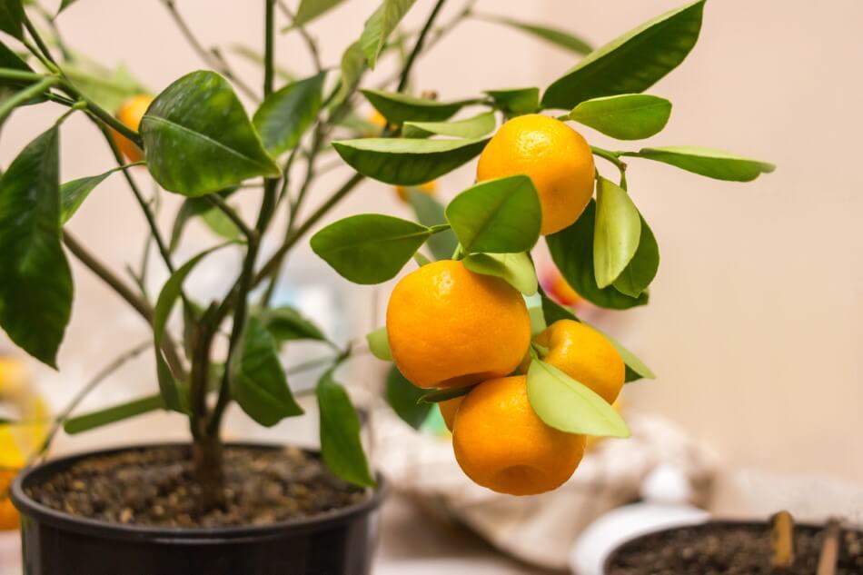 A small potted indoor orange tree with a cluster of ripe fruits hanging from a single branch