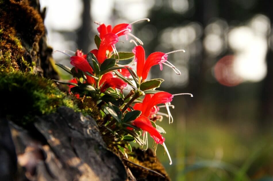 About Lipstick Plants (Aeschynanthus Radicans)