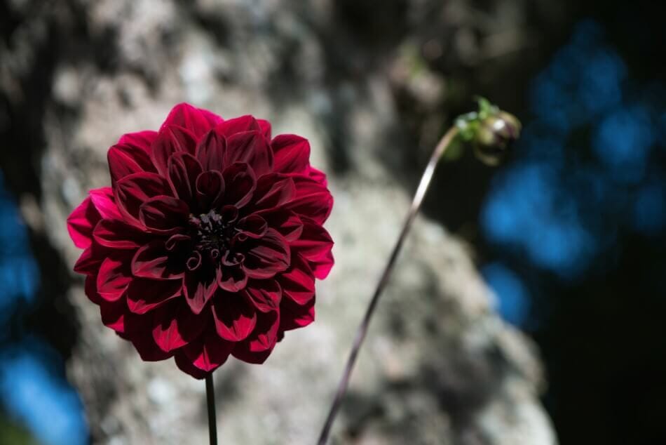 A single flowering Arabian Night Dahlia with reddish-black blossoms that appear darker towards the center of the flower