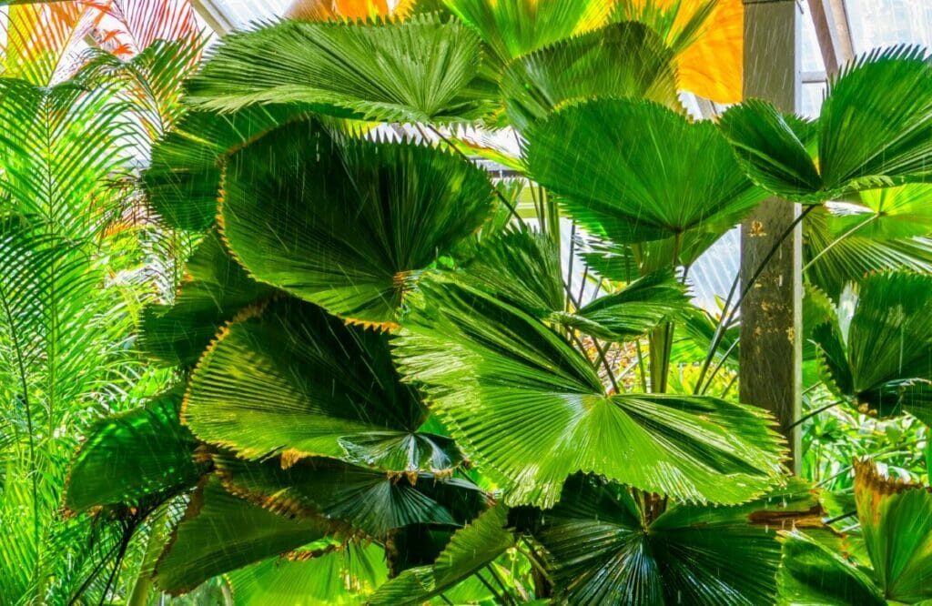 Are Chinese Fan Palms Toxic to Humans and Pets?
