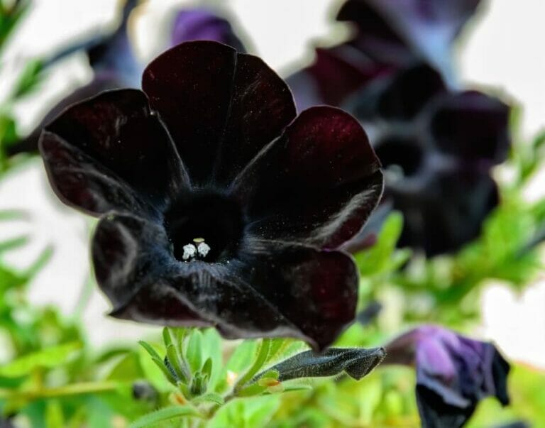 38 Beautiful Types of Black Flowers and Plants - Petal Republic