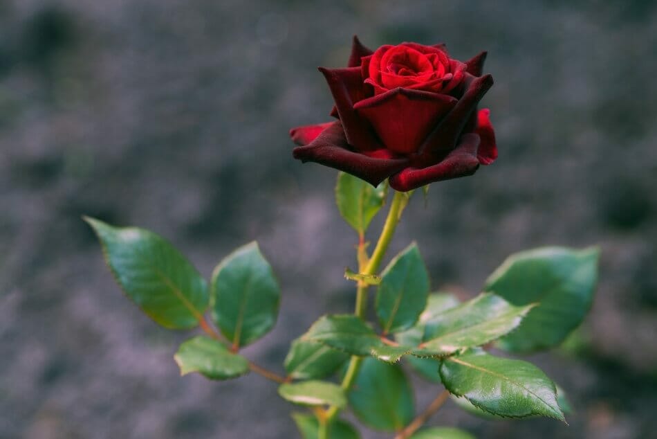 Black Magic Rose with deep red colored petals