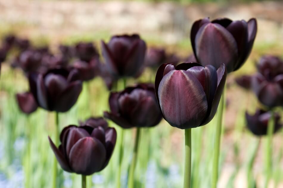 Black Tulips flowers growing in a field showcasing shades of purple, burgundy, and brown petals