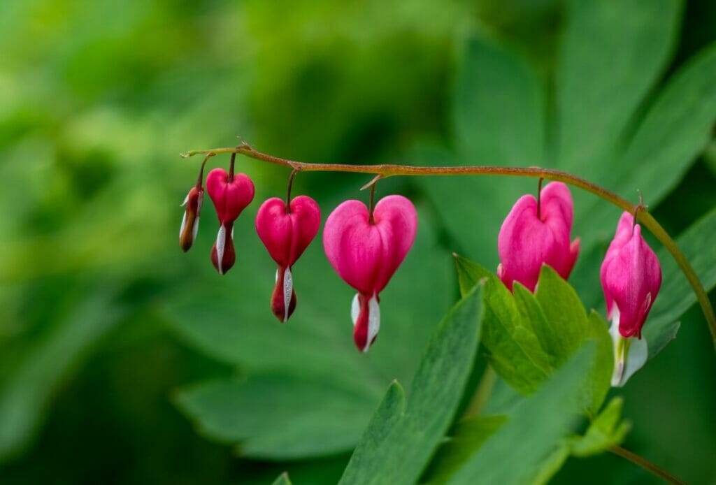 Bleeding Heart Flower Meaning & Symbolism