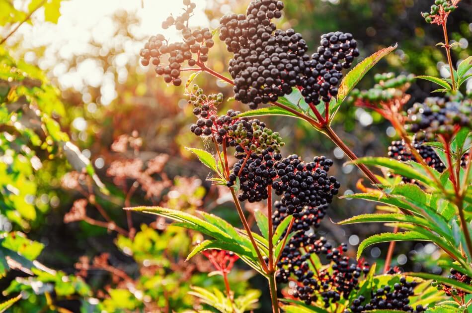 European Black Elderberry growing in the wild with purplish-black, pinnate leaves and clusters of petite pink or purple flower blossoms