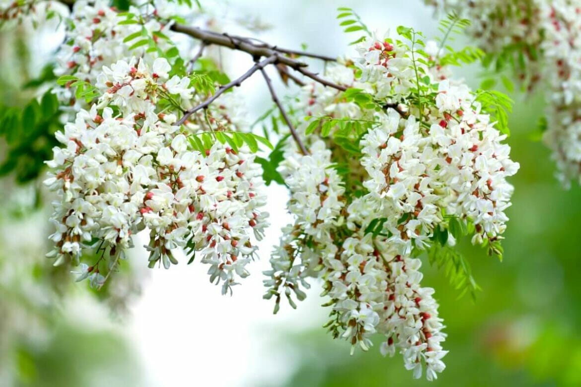 Ultimate Guide to Acacia Flower Meaning Petal Republic