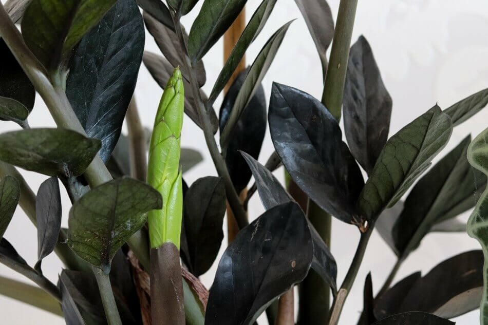 Raven ZZ Plant (Zamioculcas zamiifolia ‘Raven’) plants showcasing black foliage