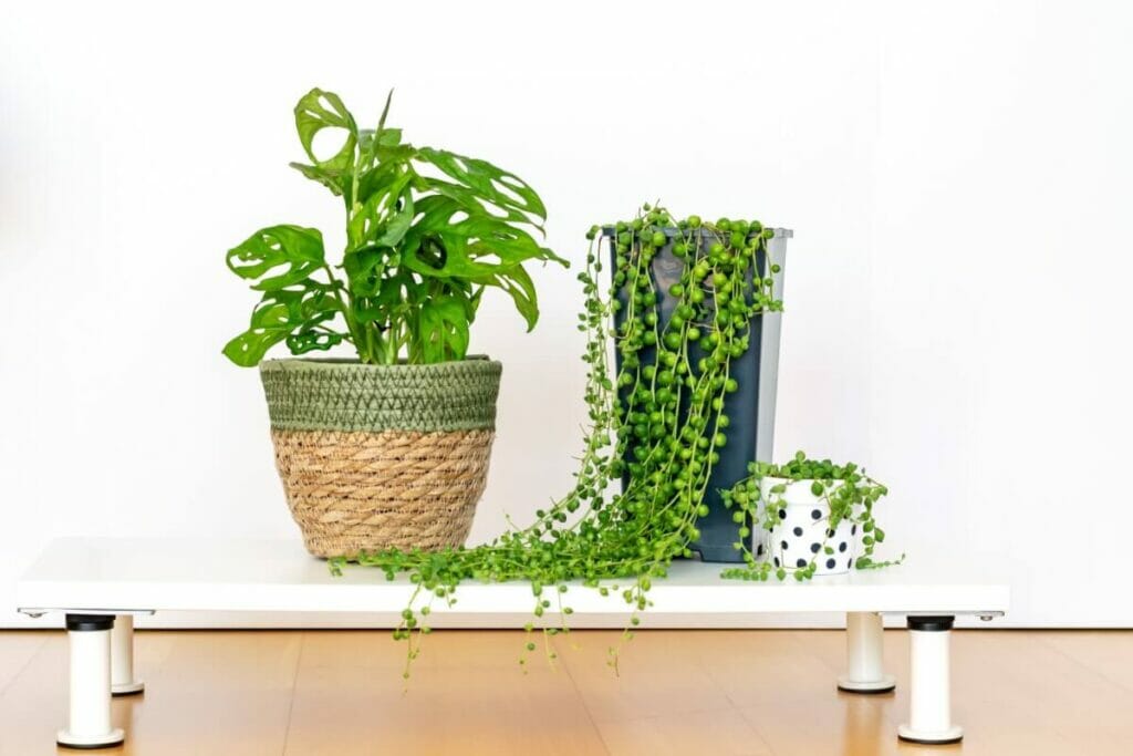 String of Pearls Meaning and Symbolism