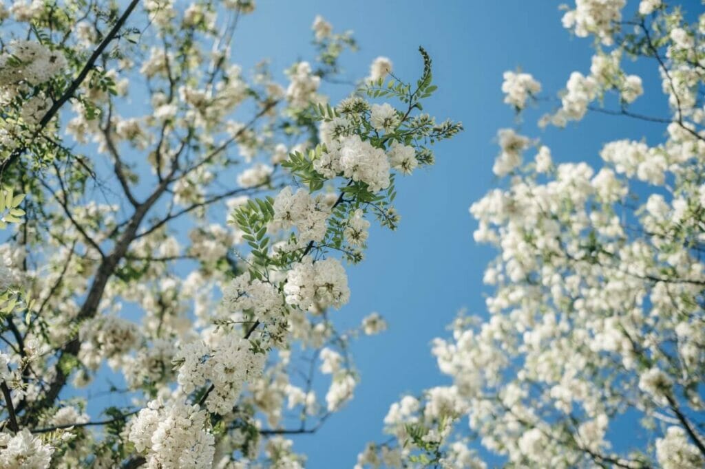 The Timeless Acacia Flower in the Language of Flowers Petal Republic