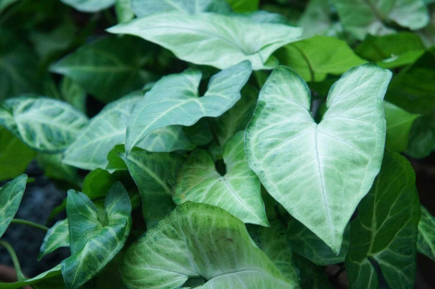 Ultimate Guide to Arrowhead Plant Care at Home