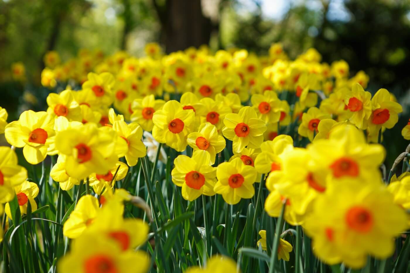 Ultimate Guide to Jonquil Flower Meaning and Symbolism