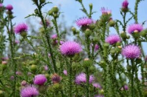 Ultimate Guide to Thistle Flower Meaning (Cirsium)
