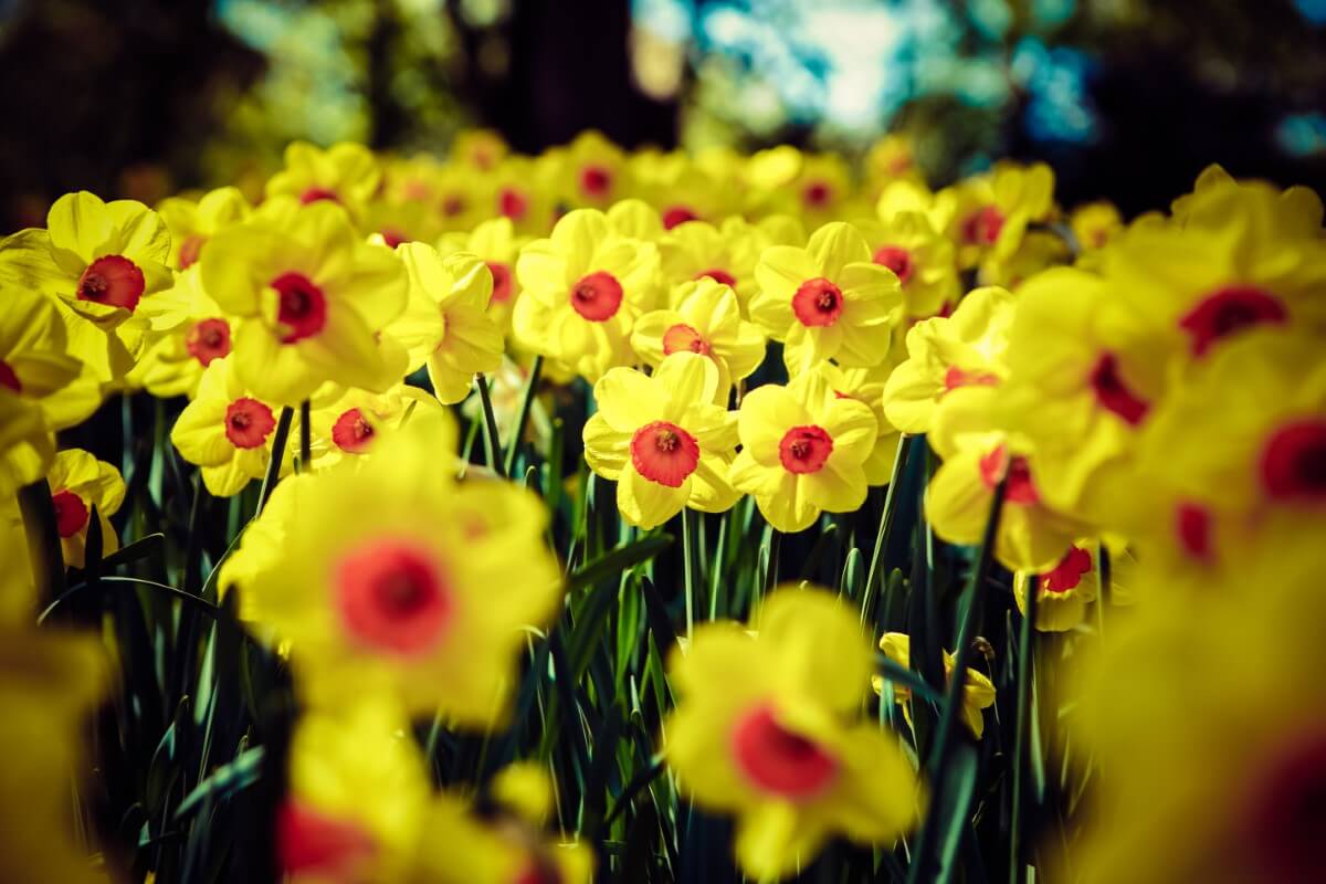 Ultimate Guide to Jonquil Flower Meaning and Symbolism Petal Republic