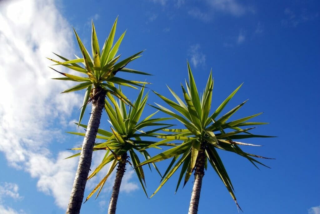 Yucca gigantea (Spineless yucca)
