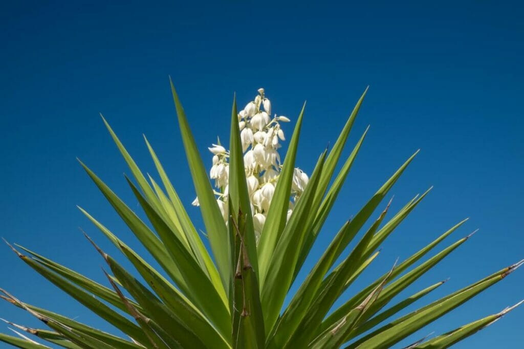 Yucca glauca (Soapweed yucca plant)