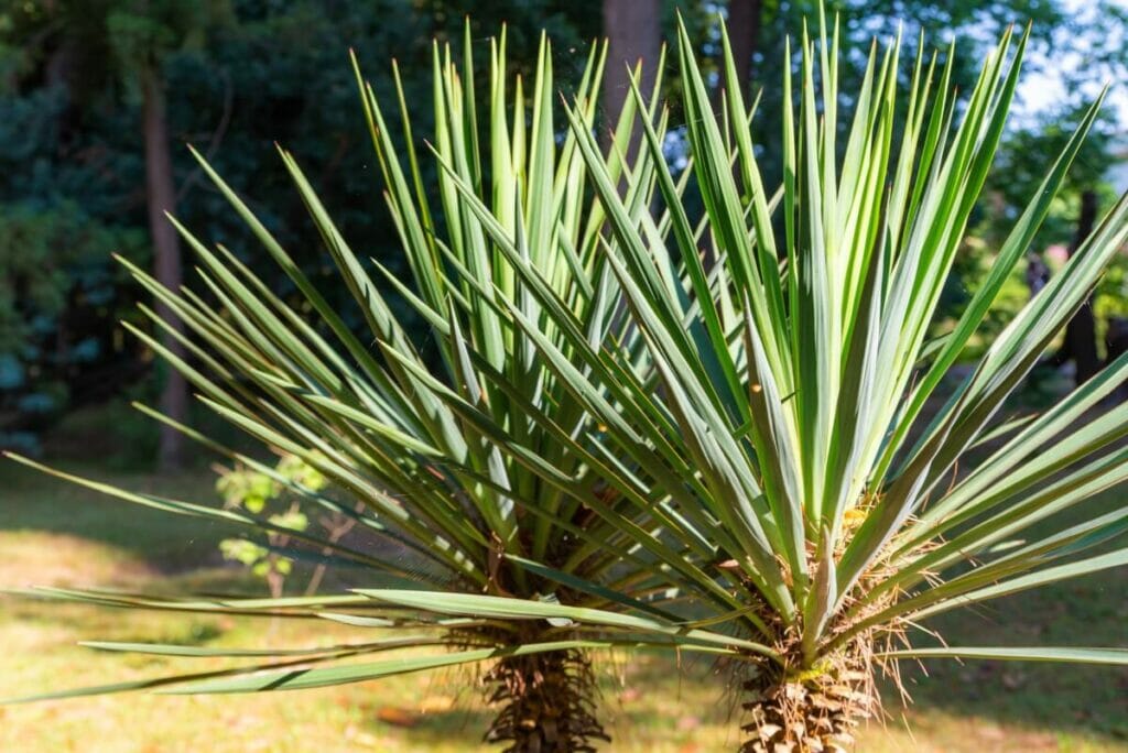 Yucca gloriosa (Spanish dagger)