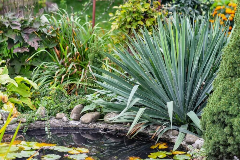 Yucca pallida (Pale-leaf yucca)