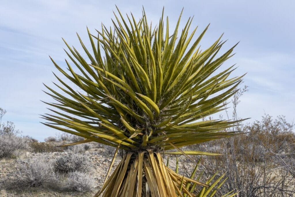 Yucca schidigera (Mojave yucca)