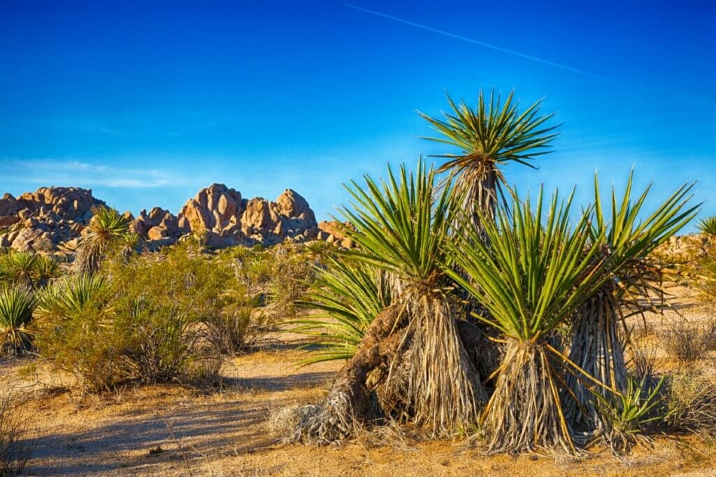 Yucca x schottii (Mountain yucca)