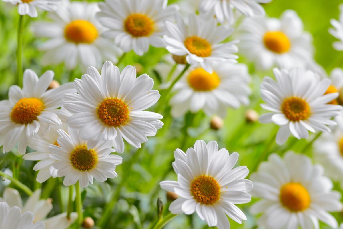 Daisy Flower Meaning and Symbolism in the Langauge of Flowers Petal Republic