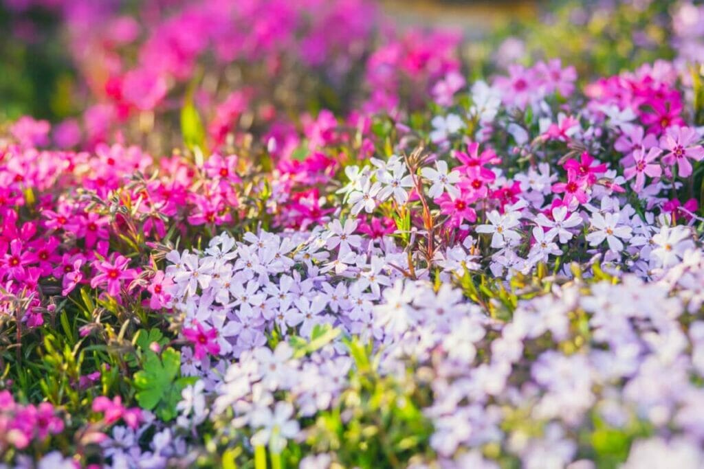 About Phlox subulata (Creeping Phlox)