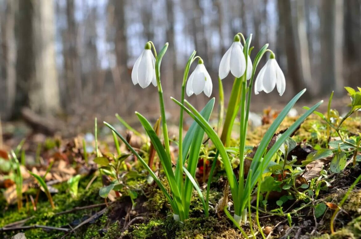 Ultimate Guide to Snowdrop Flower Meaning (Galanthus) Petal Republic