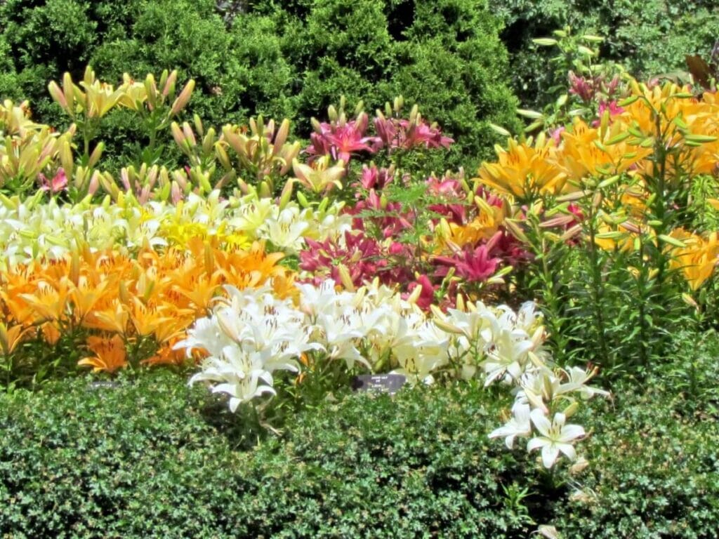 A collection of colorful Amaryllis Belledonna flowers in bloom in a garden