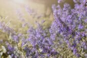 How to Grow Catnip (Nepeta) - Essential Tips - Petal Republic
