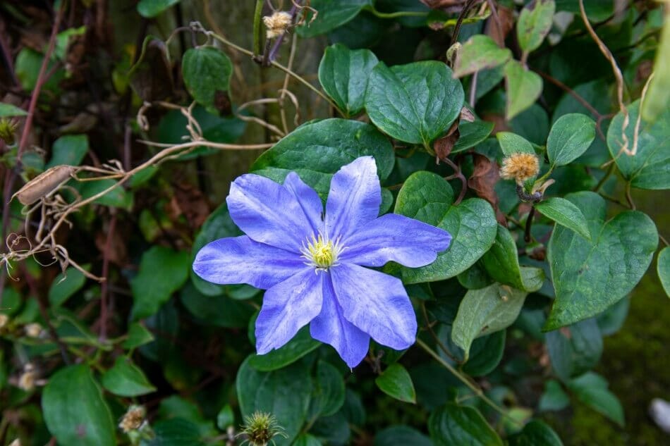 Clematis (Clematis)