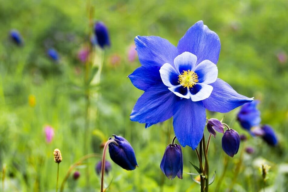 Columbine (Aquilegia)