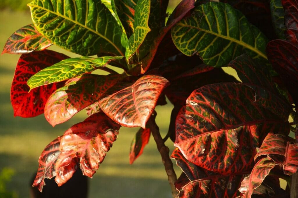 Common Croton Plant Problems & How to Treat Them