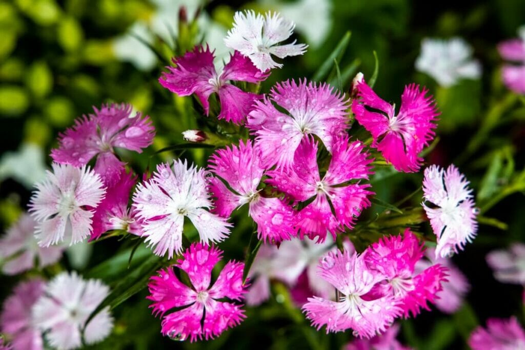 A close shot of Chinese pinks in bloom
