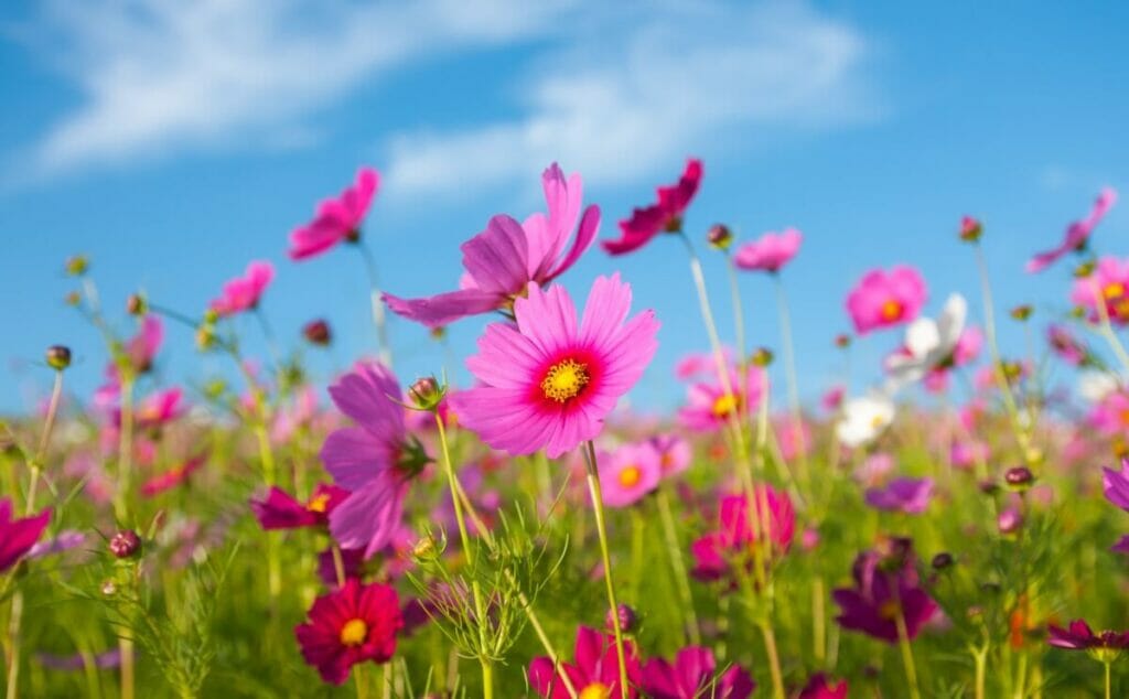 Stellar Blooms: Unearthing the Symbolism of Cosmos Flowers - Petal Republic