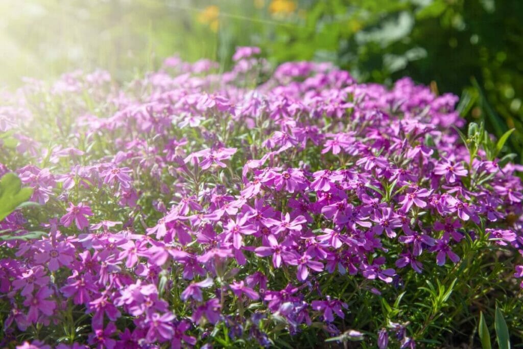 Creeping Phlox growing under bright direct sunlight in a garden