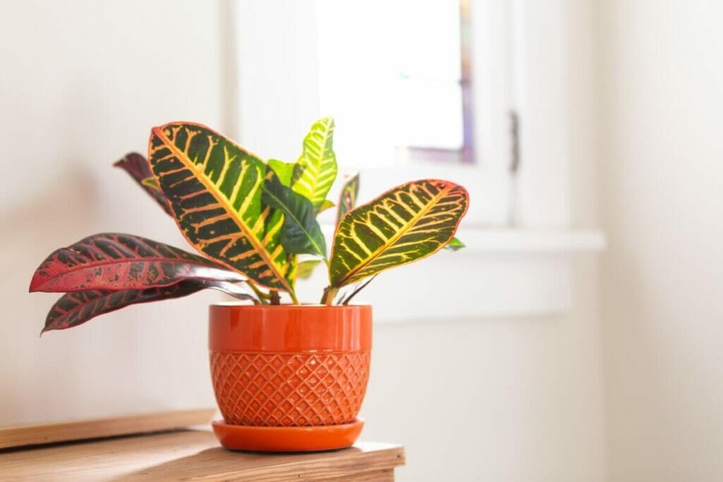 Croton Plant Light Preferences