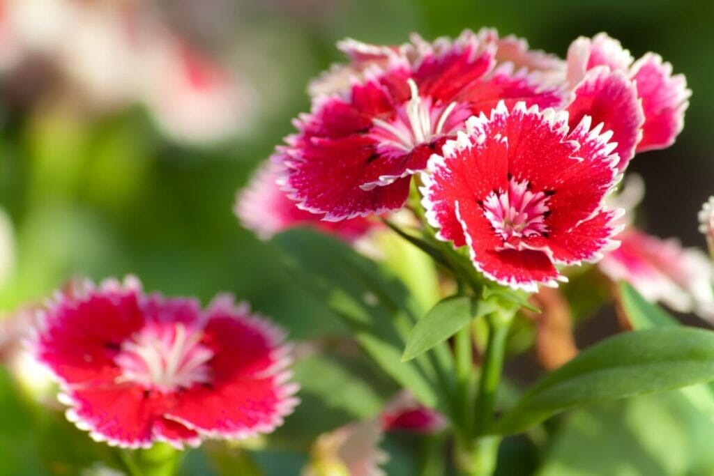 Culinary Uses of Dianthus Flowers