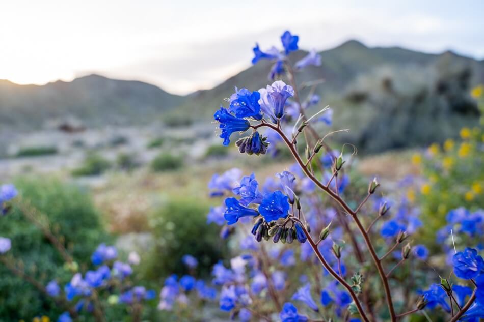 Desert Bluebells (Phacelia campanularia)
