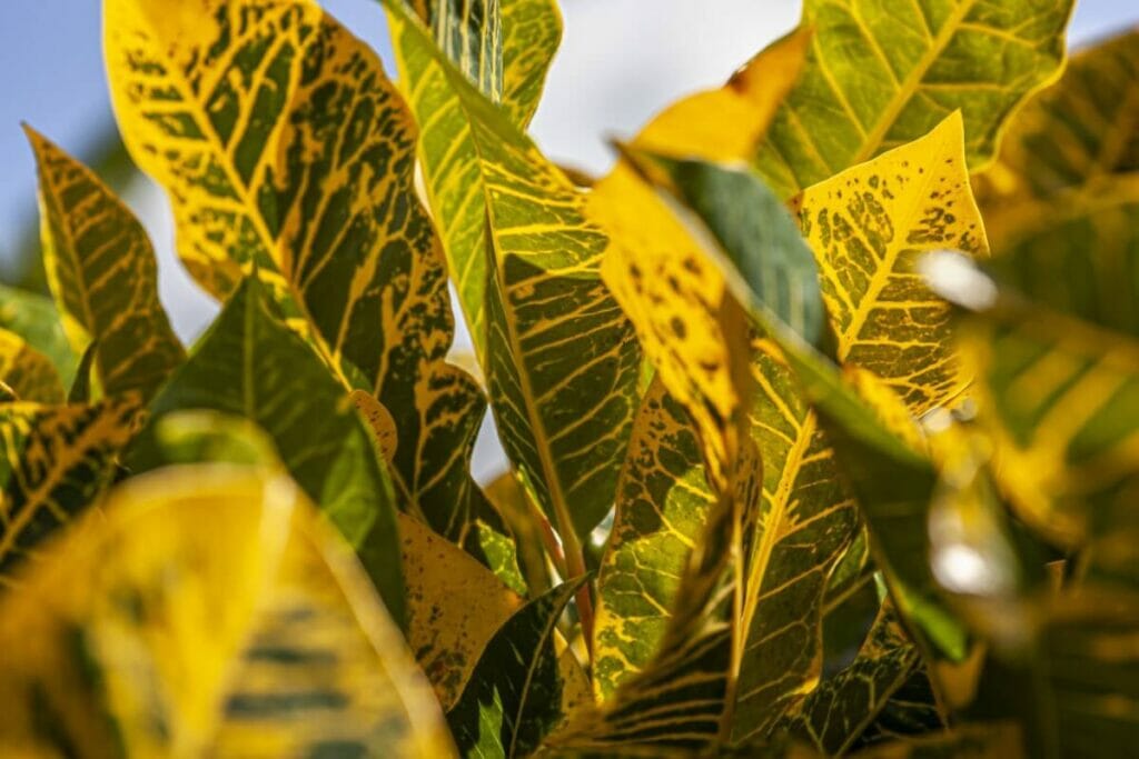 Dull Leaves
