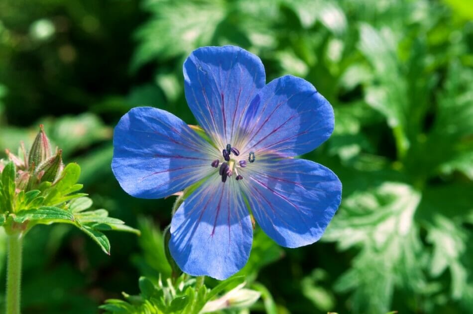 Geranium (Geranium)
