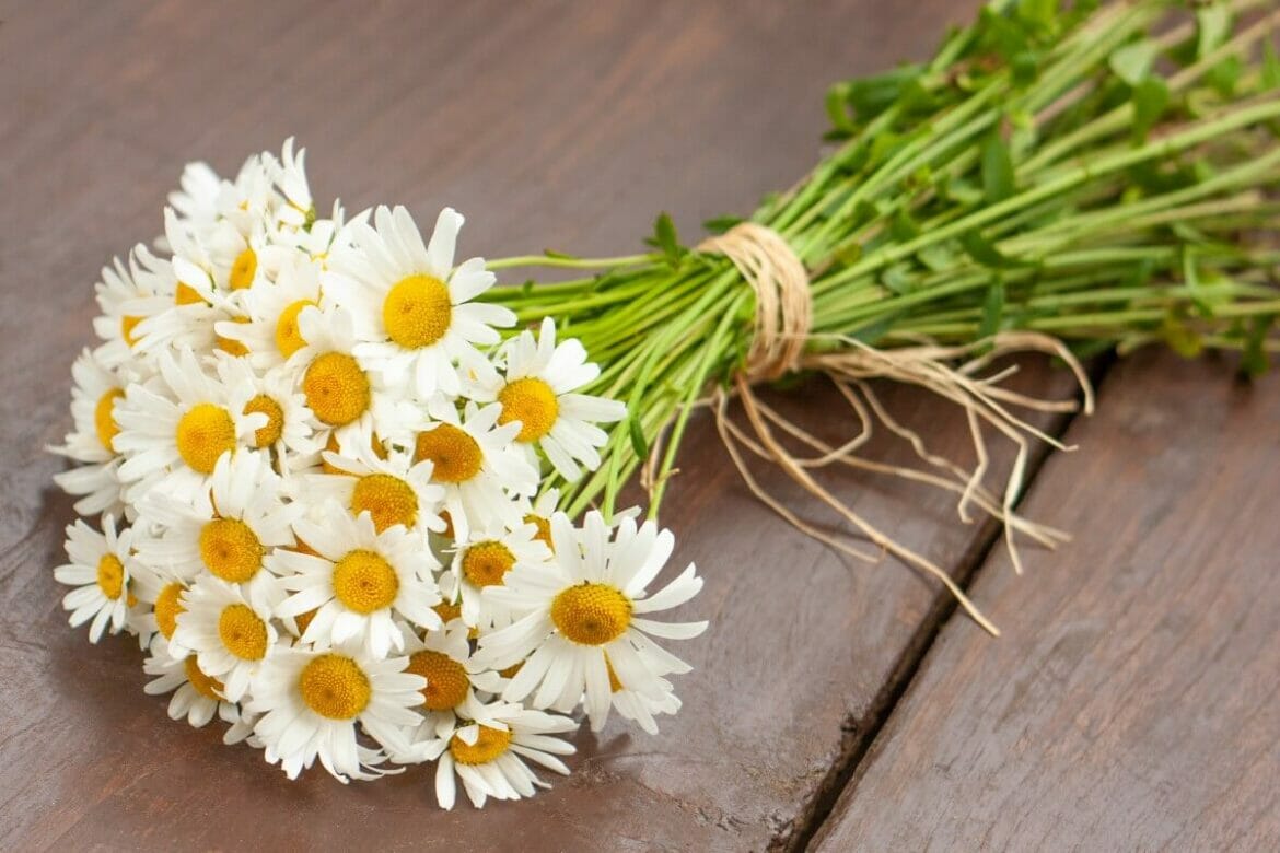 Significado y simbolismo de la flor de la margarita (guía definitiva