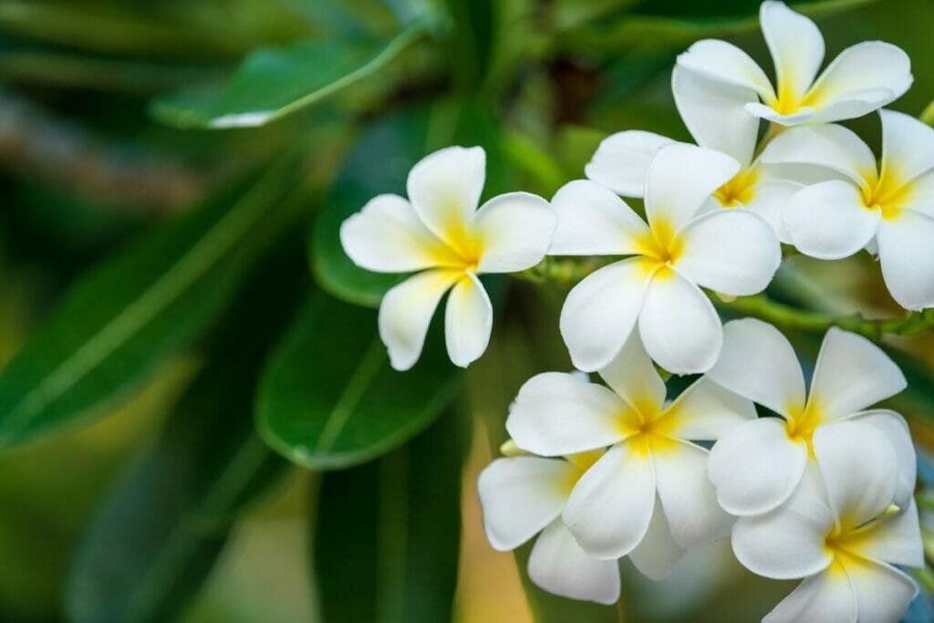 Growth Expectations for Plumeria