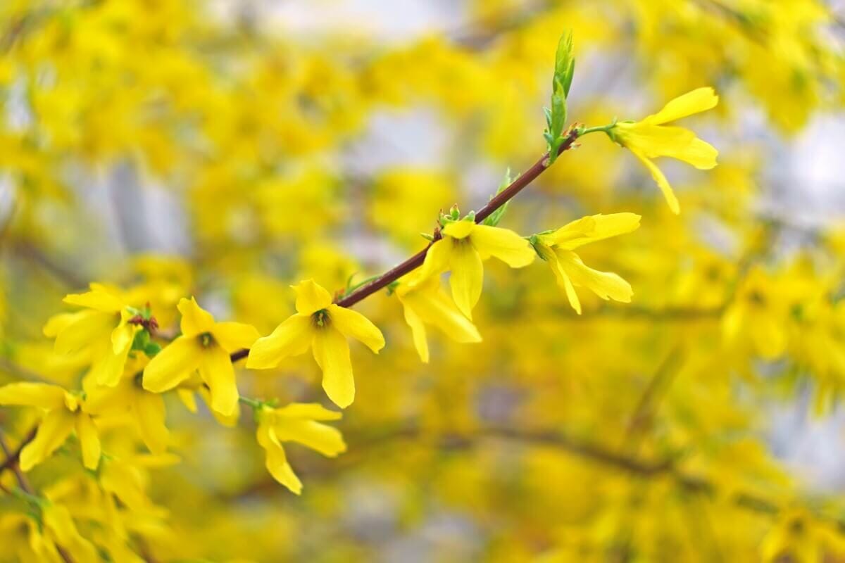 Ultimate Guide to Forsythia Flower Meaning Petal Republic
